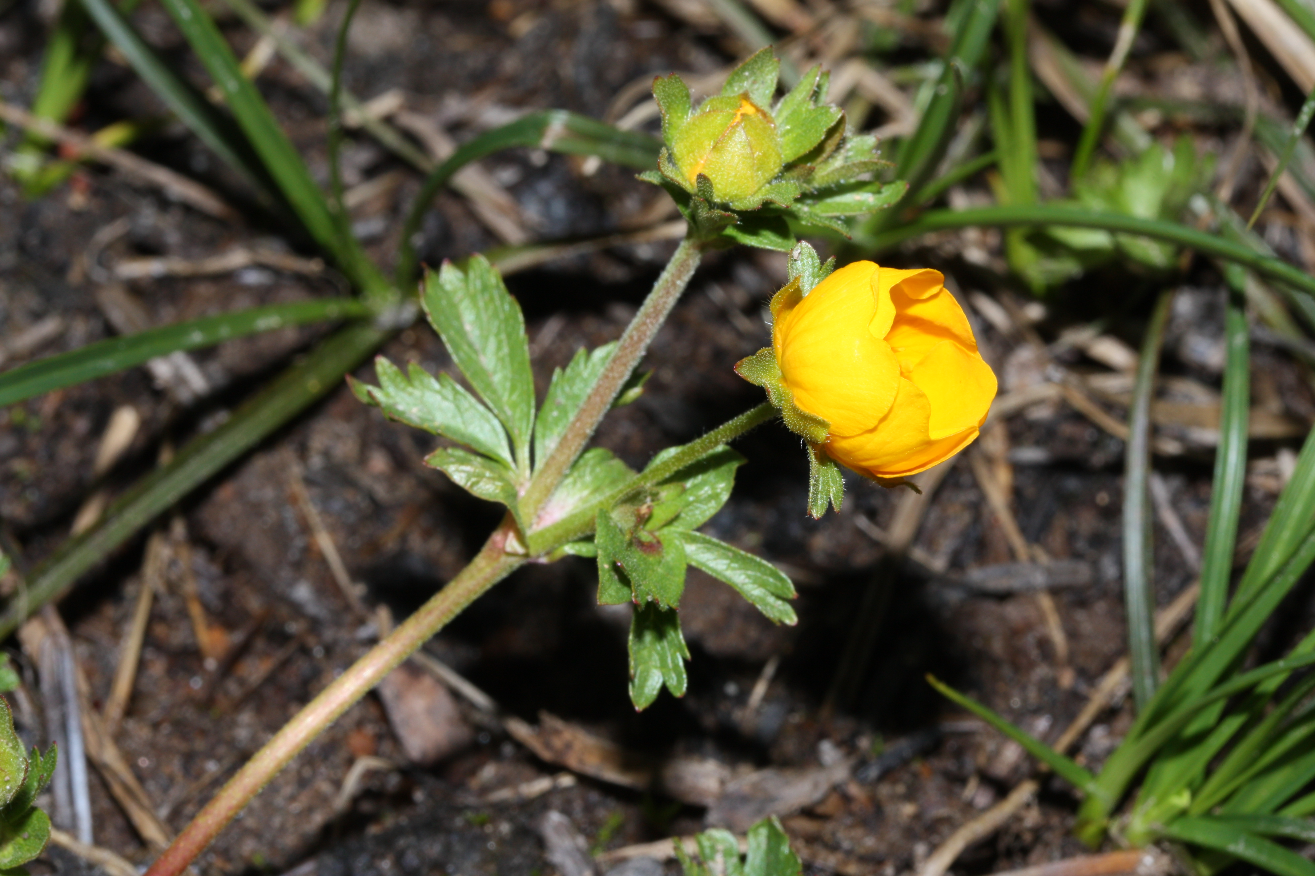 Почему Лютик на английском Buttercup