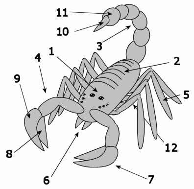 File:Scorpion anatomy.png