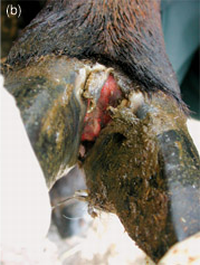 Shorthorn heifer foot-and-mouth disease2.png