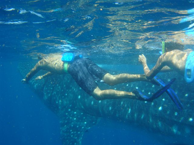 File:Snorkeling whale shark 1.JPG