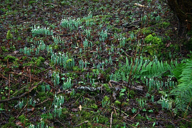 File:Snowdrops - geograph.org.uk - 660966.jpg