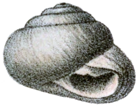 File:Sphincterochila boissieri shell 2.jpg