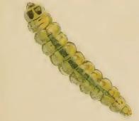Larva Stigmella tiliae larva.JPG