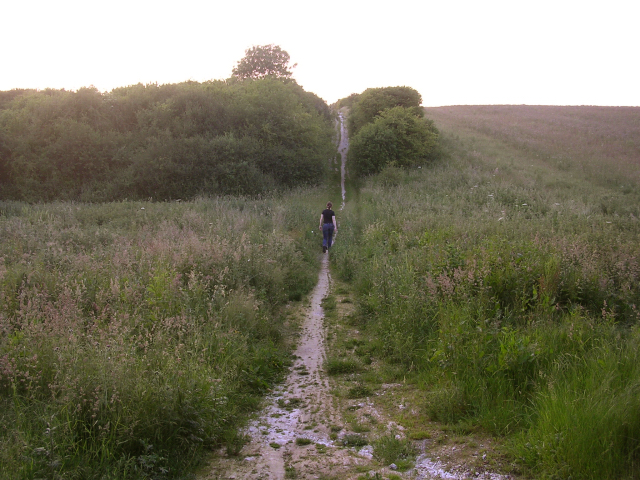 The Pilgrim's Trail on Twyford Down at dusk - geograph.org.uk - 25764