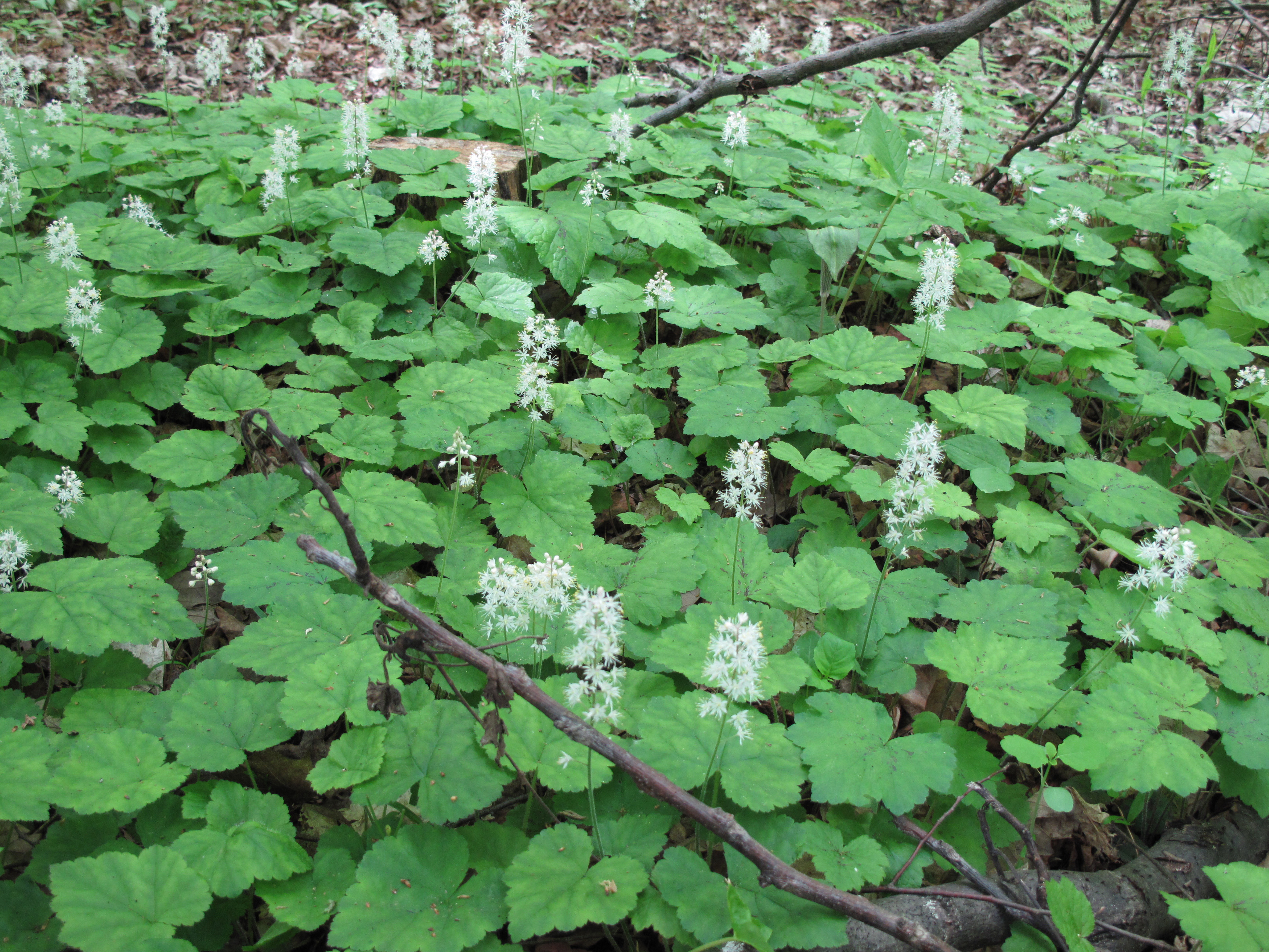 Tiarella cordifolia - Wikipedia