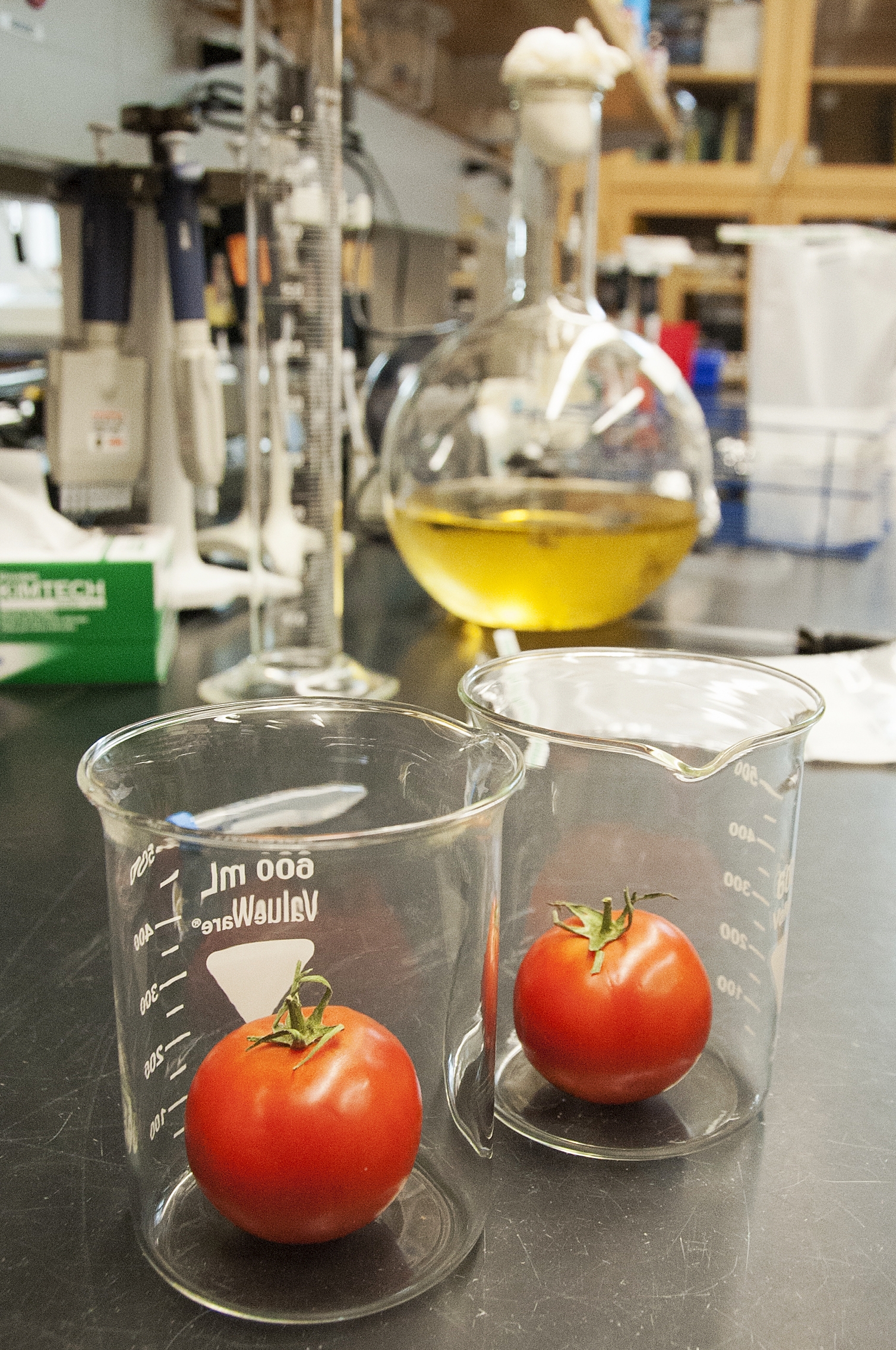 Tomato laboratory research.jpg