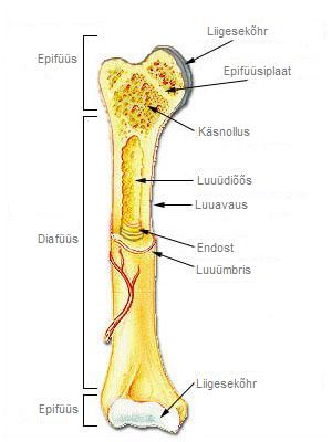 File:Toruluu ehitus.jpg