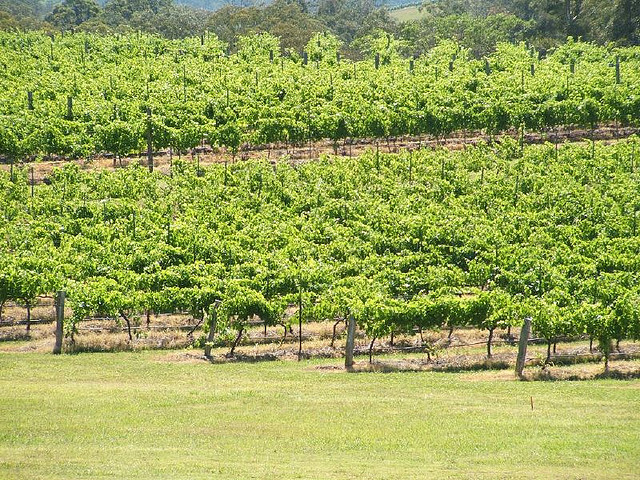 File:Vineyards in Hunter Valley.jpg