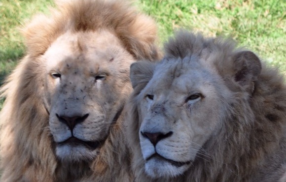 File:White Lions at National Zoo & Aquarium.jpg