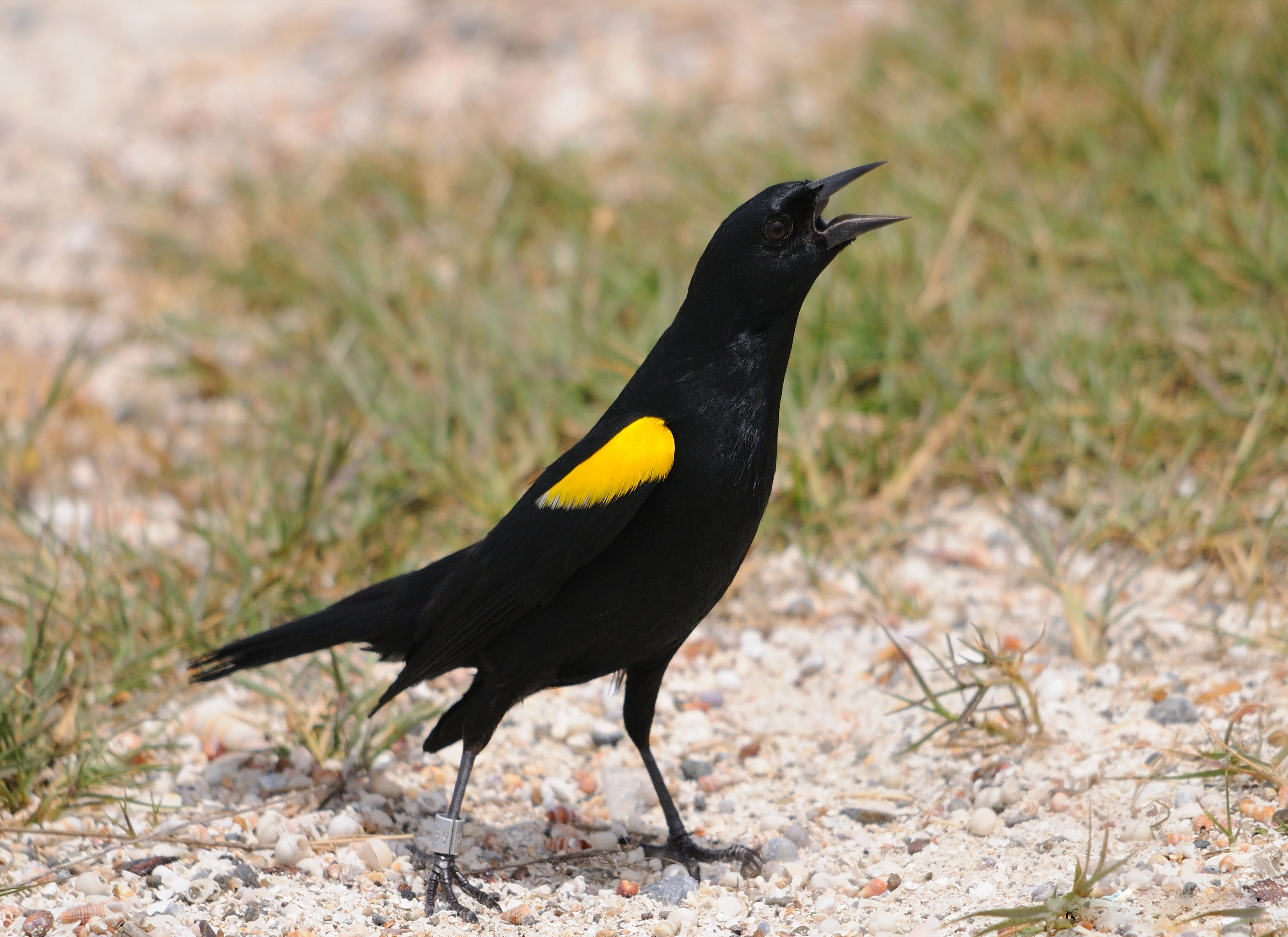 Желтая птица с черными крыльями. Белогрудый скворец. Желтый Дрозд. Ржавоголовый чёрный трупиал. Желтоклювый Дрозд.