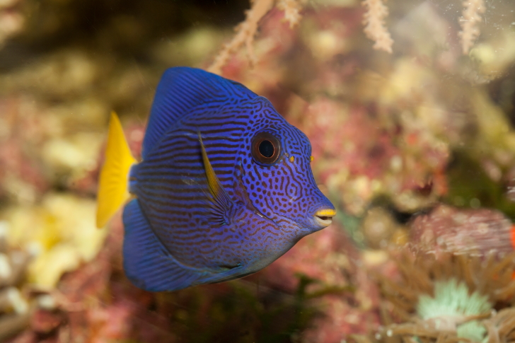 File:Zebrasoma xanthurum en acuario de arrecife.JPG