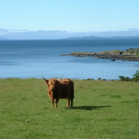 File:'Heiland Coo' at Carsaig Bay - geograph.org.uk - 30754 (cropped).jpg