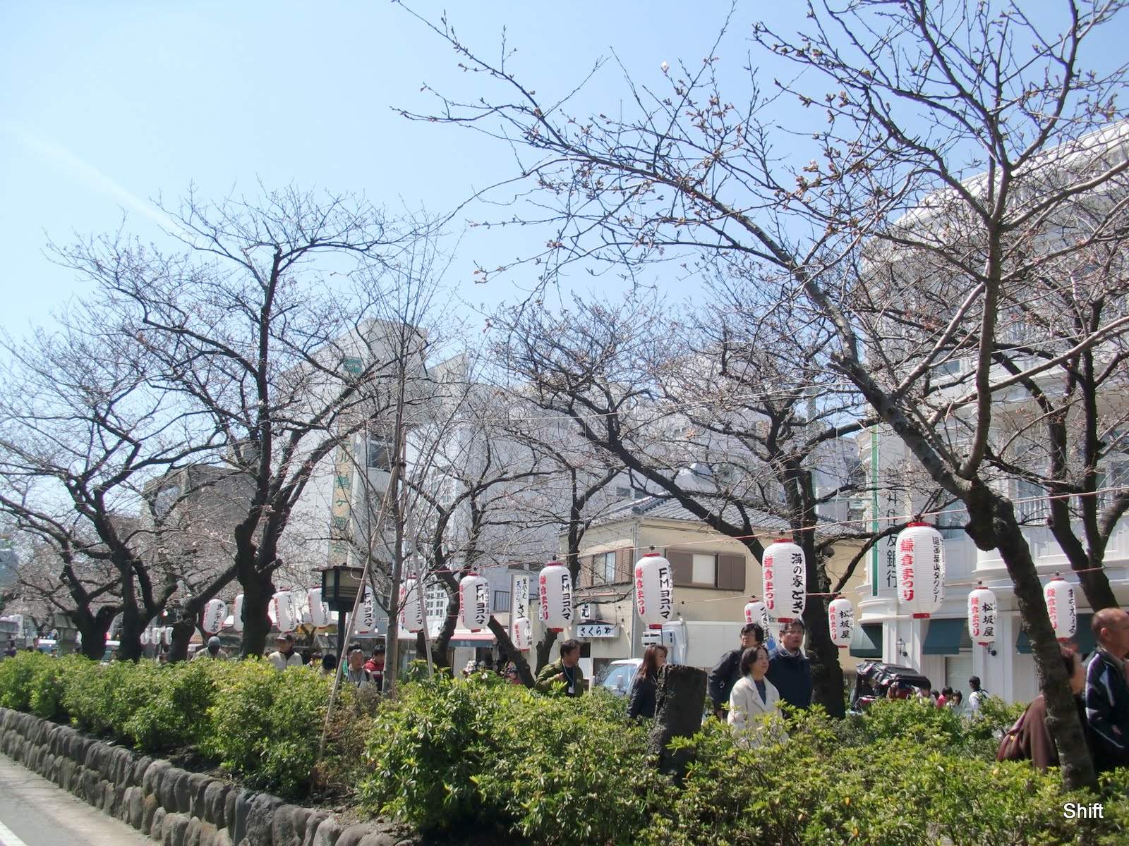 File 神奈川県 鎌倉の鶴岡八幡宮へと続く並木道 約300本の桜並木が続きます 花見には少し時期が早かったようでした Panoramio Jpg Wikimedia Commons