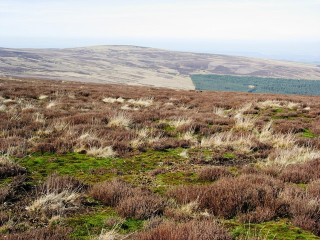 File:(And another) boggy bit - geograph.org.uk - 392366.jpg