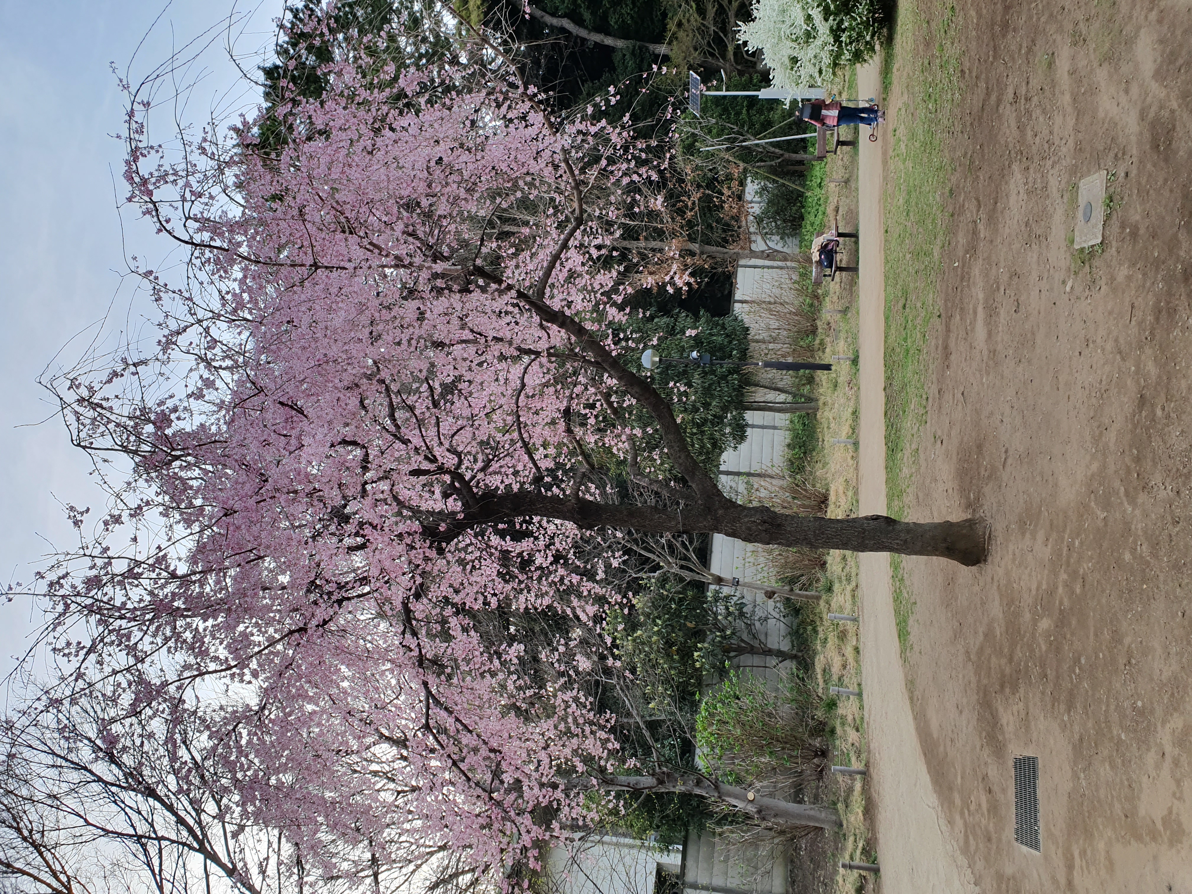 File 白金台どんぐり児童遊園 の花 2 Jpg Wikimedia Commons