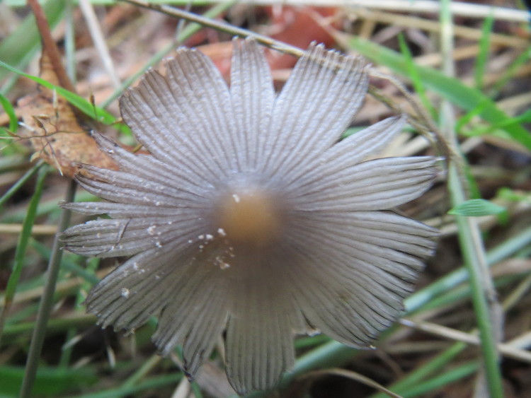 File:201508018Coprinellus3.jpg