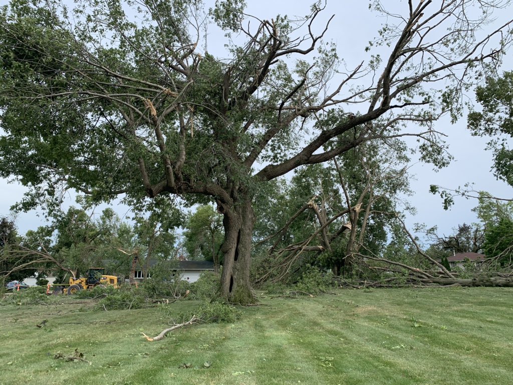 Trees in Cedar Rapids Shredded by the Derecho