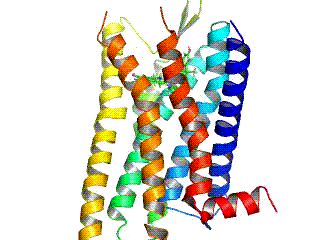 An animated view of the human k-opioid receptor in complex with the antagonist JDTic.