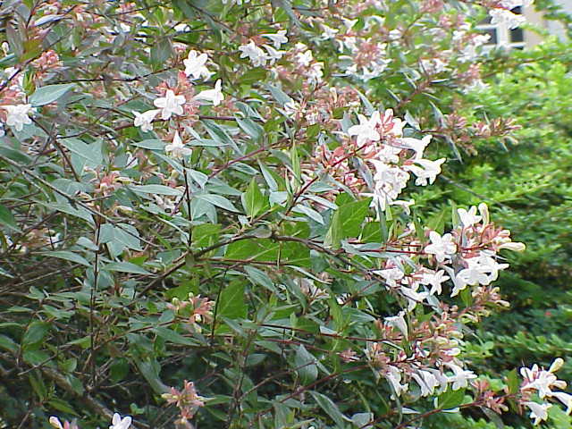 File:Abelia floribunda3.jpg