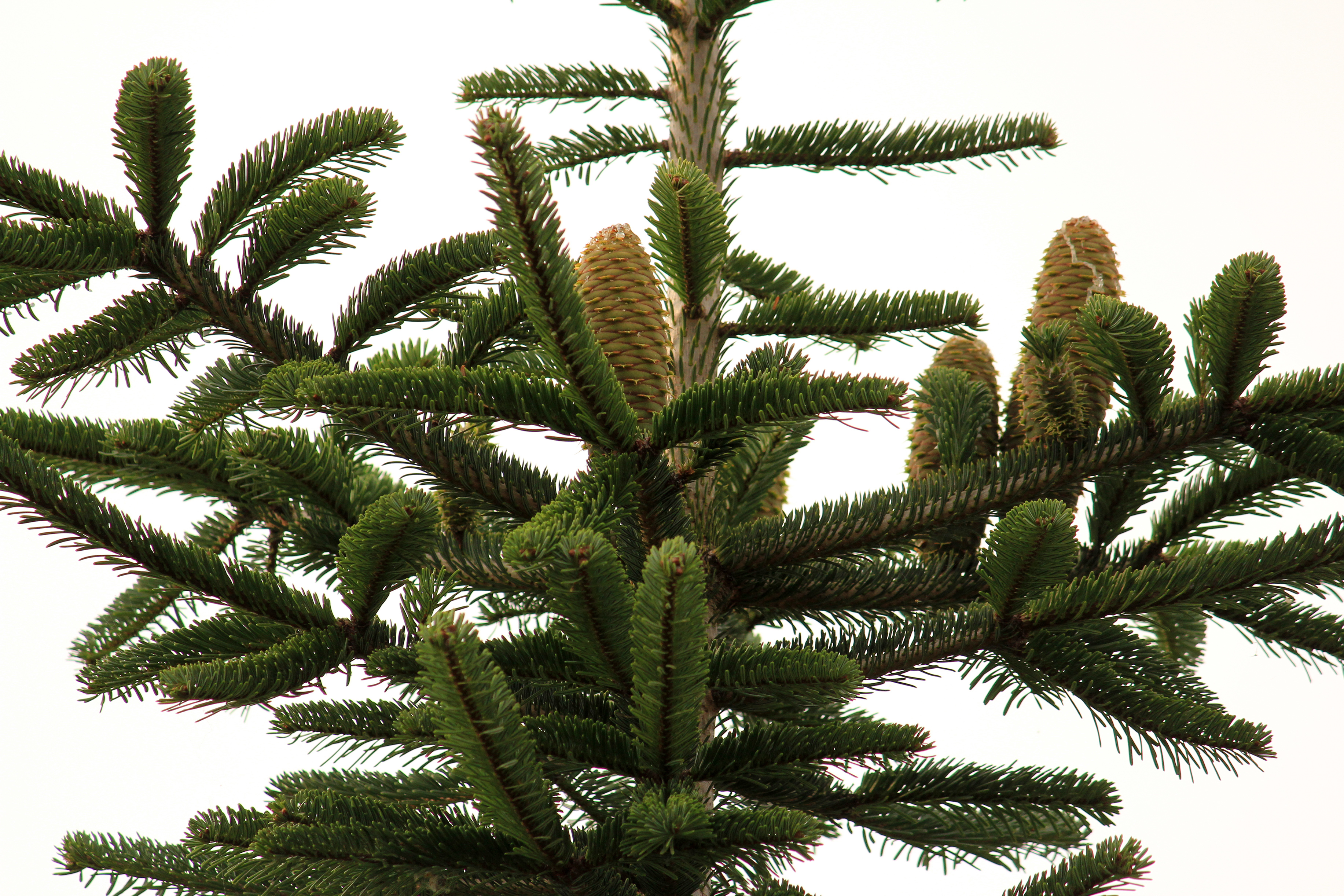 Bildergebnis für abies alba