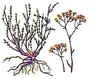 <i>Achillea glaberrima</i> Species of plant in the family Asteraceae