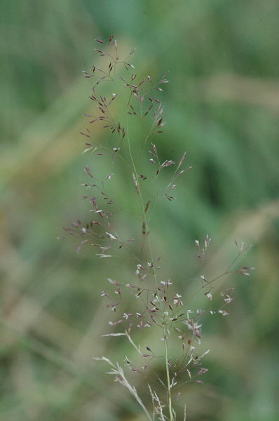 File:Agrostis.stolonifera.jpg