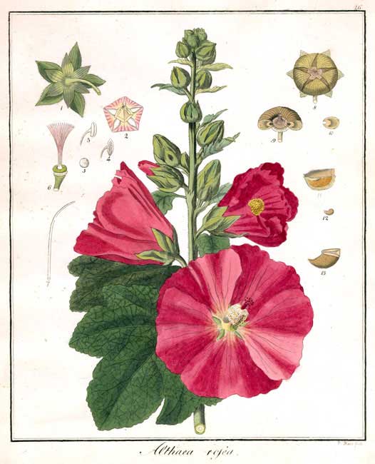 Alcea rosea — Wikipédia