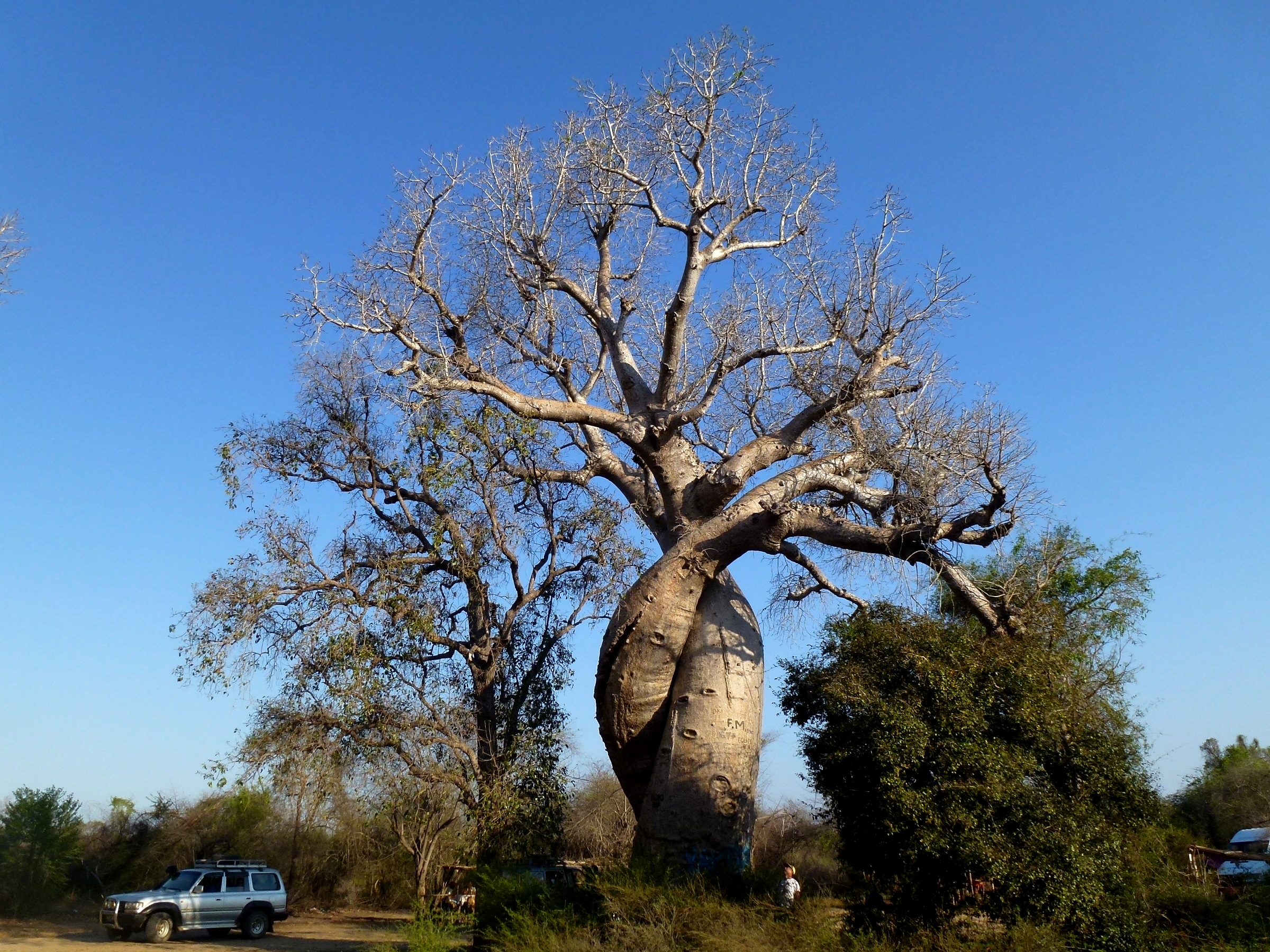 Amoureux_Baobab_Morondava_Madagascar_-_panoramio.jpg (2400×1800)