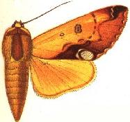 <i>Ophiusa kenricki</i> species of insect