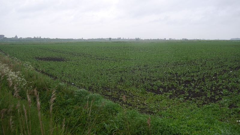 File:Arable land by Crowland - geograph.org.uk - 5265541.jpg