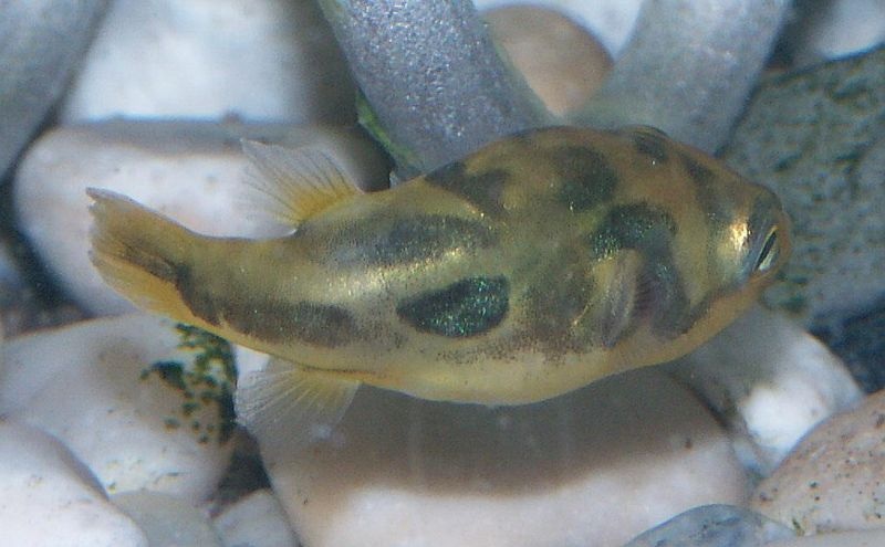 File:Back view of Dwarf pufferfish.jpg