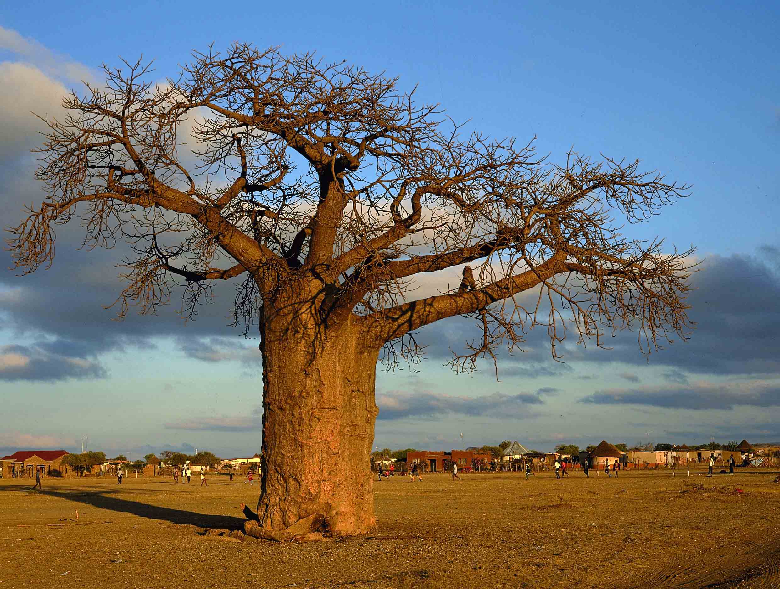 Tree s. Баобаб в саванне Африки. Ангола баобаб. Растительный мир Африки баобаб. Дерево в Африке баобаб.