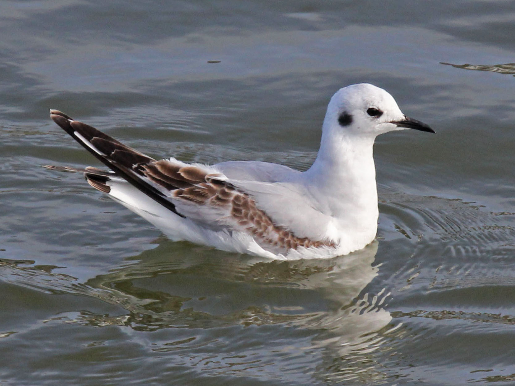 Bonaparte's Gull: Profile, Traits, Range, Facts, Diet, Size