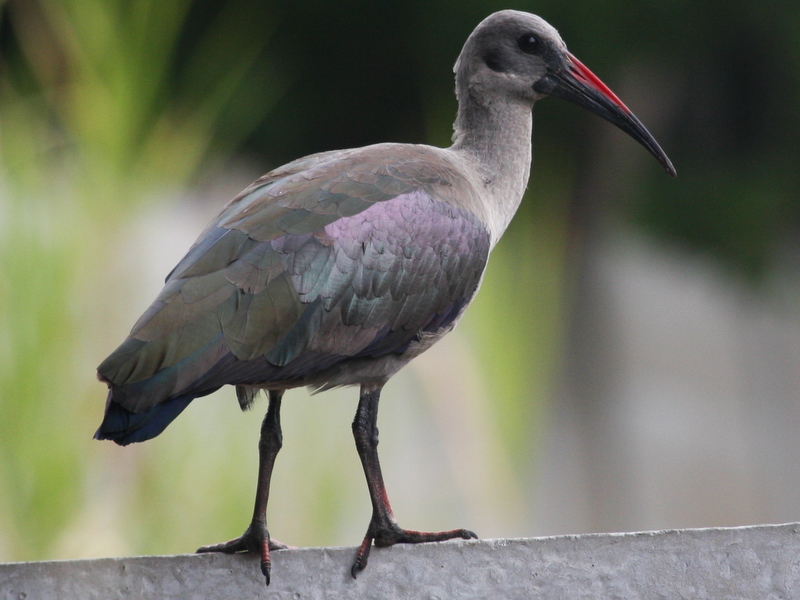 File:Bostrychia hagedash -Constantia, Cape Town, South Africa-8.jpg