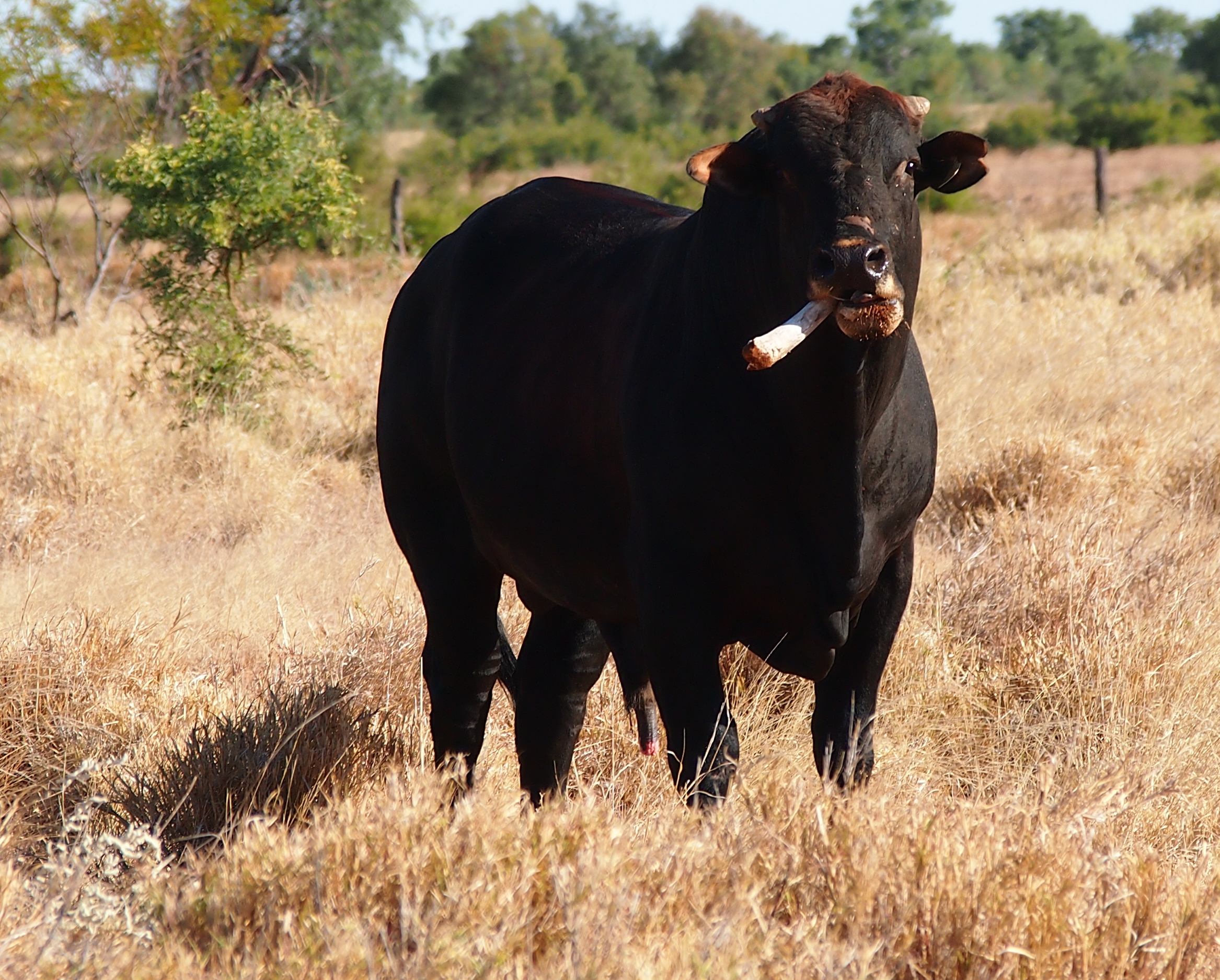 botulism symptoms in cattle