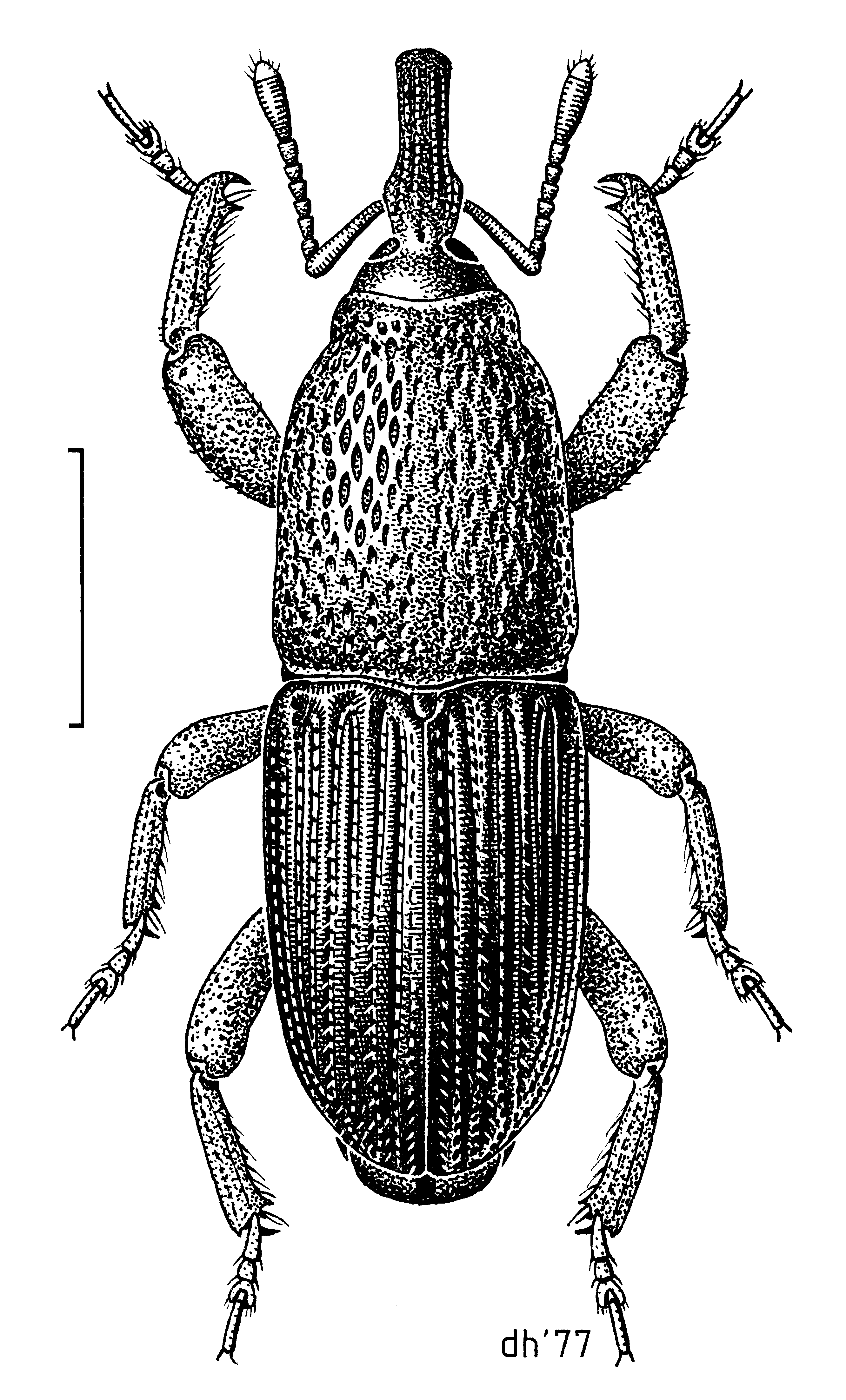 COLE Curculionidae Sitophilus granarius