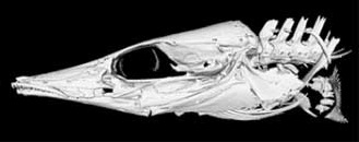 File:CT scan of head of Mastacembelus platysoma - 177-734-1-PB-bottom-right.jpeg