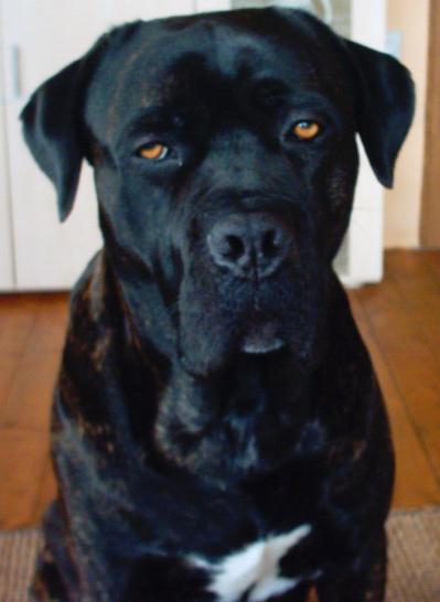 File:CaneCorso (14).JPG - Wikimedia Commons