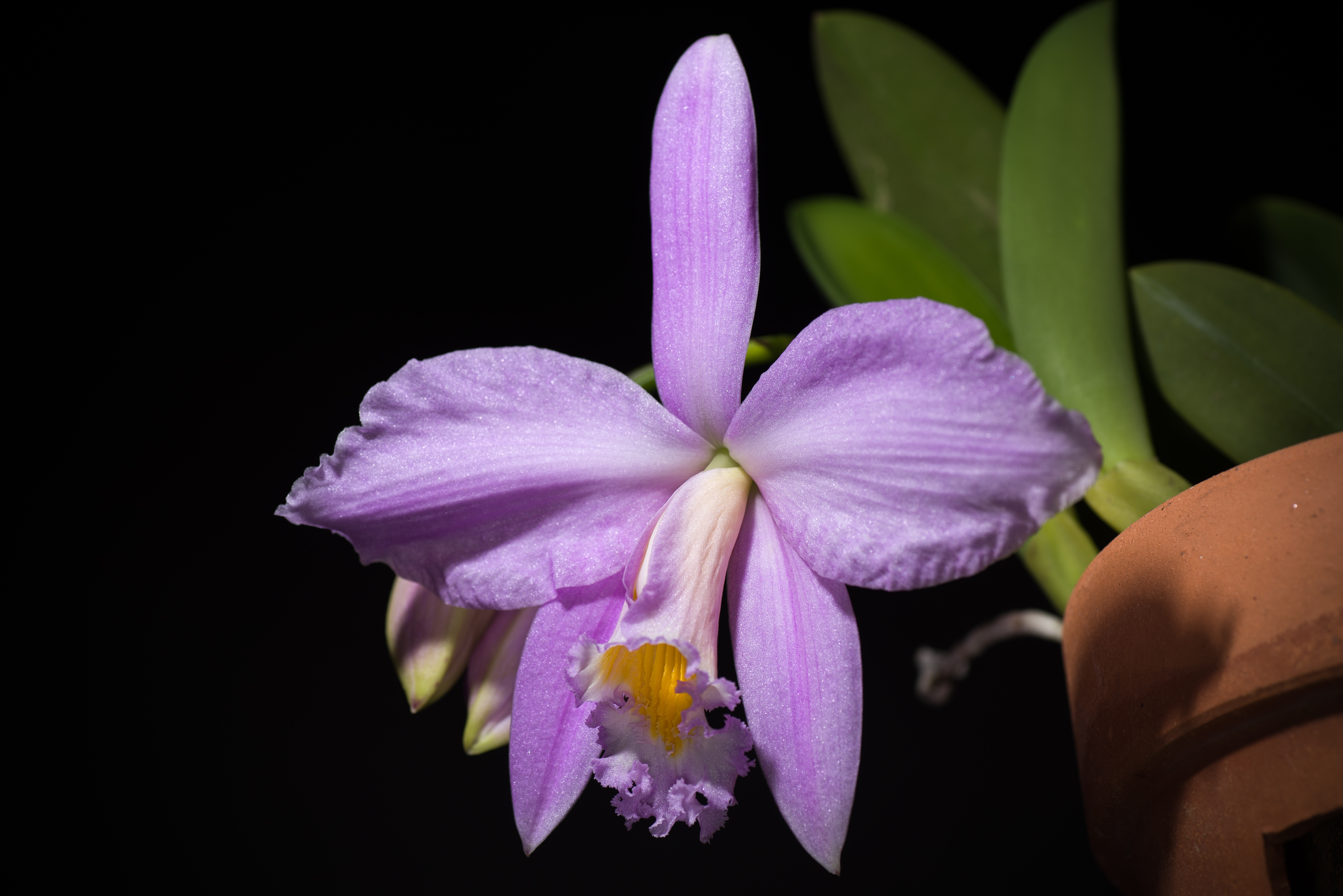 File:Cattleya jongheana 'Cotia' BM JOGA (Rchb.f.) Van den Berg,  Neodiversity 3 8 (2008) (49761098227).jpg - Wikimedia Commons