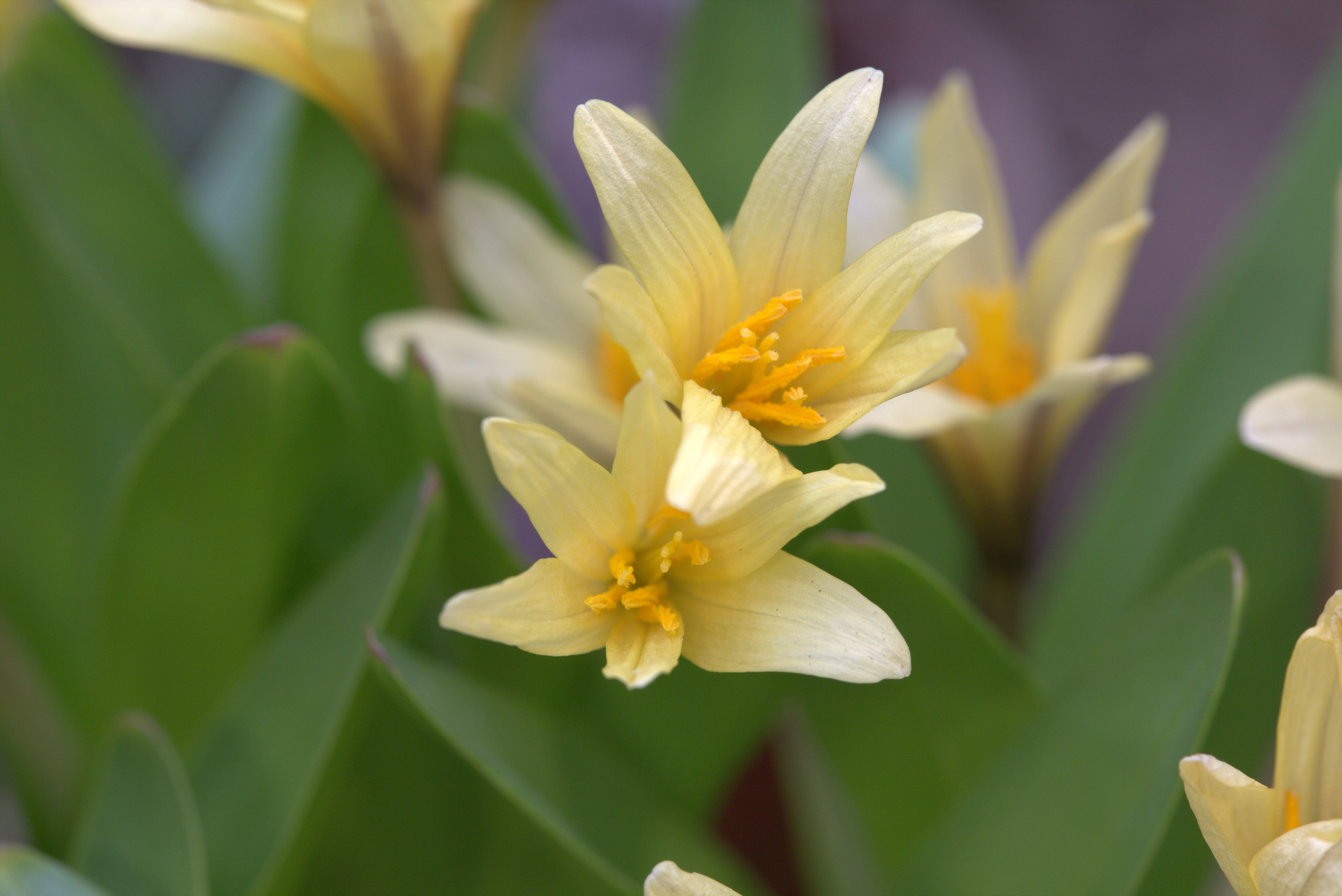 Colchicum Kesselringii