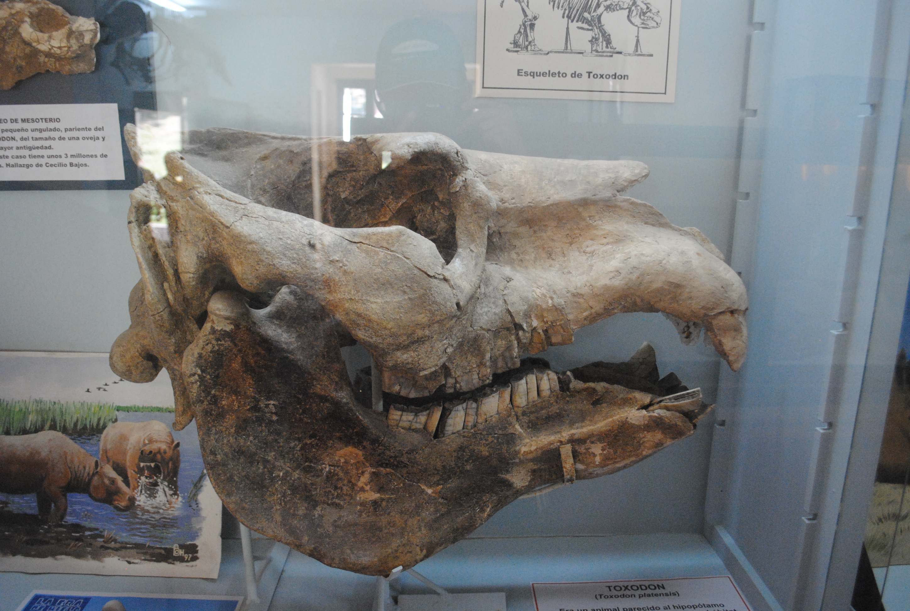 toxodon platensis