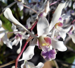 <i>Dendrobium lineale</i> Species of orchid