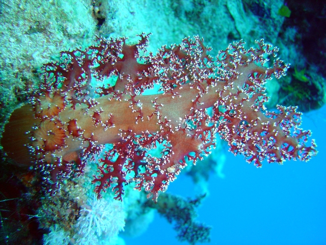 File:Dendronephthya corymbosa 001.jpg