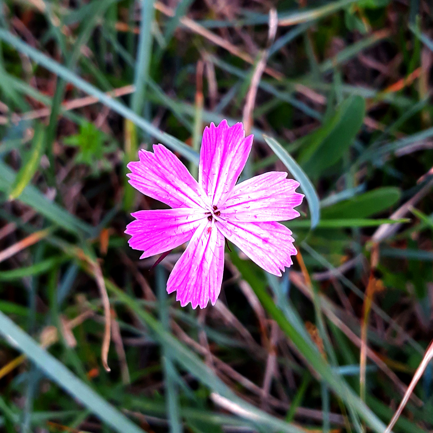 Dianthus tymphresteus