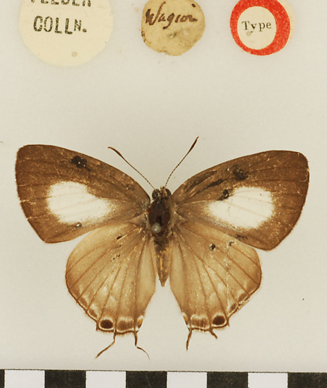 File:Dictaea Type Waigeo Up.jpg