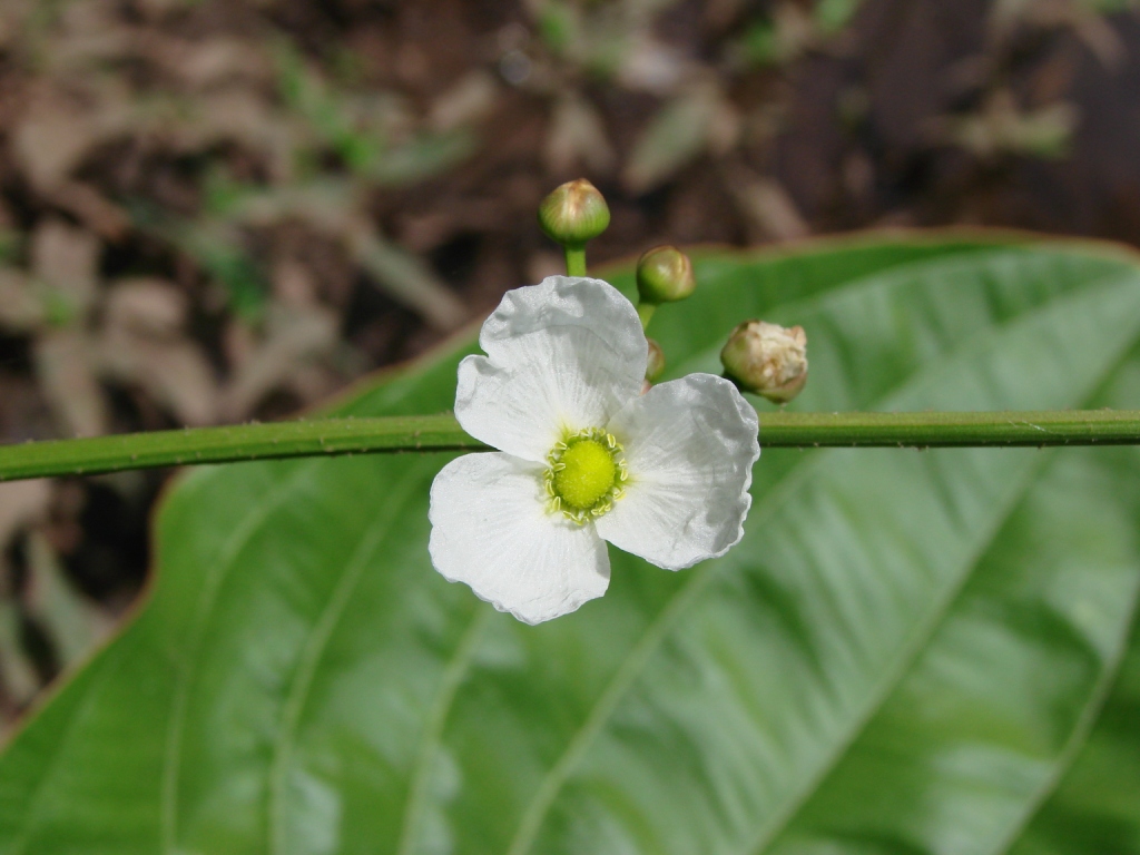 Tình yêu cây cỏ ĐV2 - Page 32 Echinodorus_macrophyllus_flower