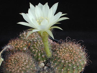 Echinopsis ancistrophora - Wikipedia, la enciclopedia libre