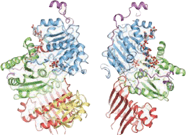 Exon junction complex Protein complex assembled on mRNA