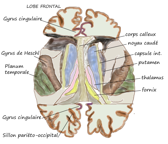 File:Face sup T1.png