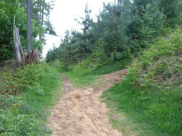 Footpath Junction, Back Wood, Bow Brickhill - geograph.org.uk - 809334
